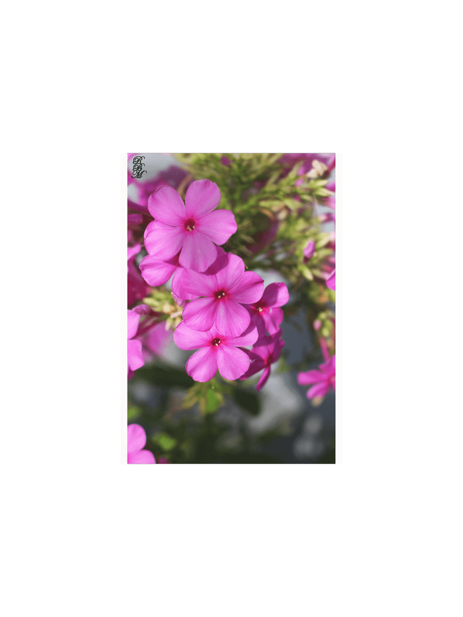 Little Pink Flowers product image (1)