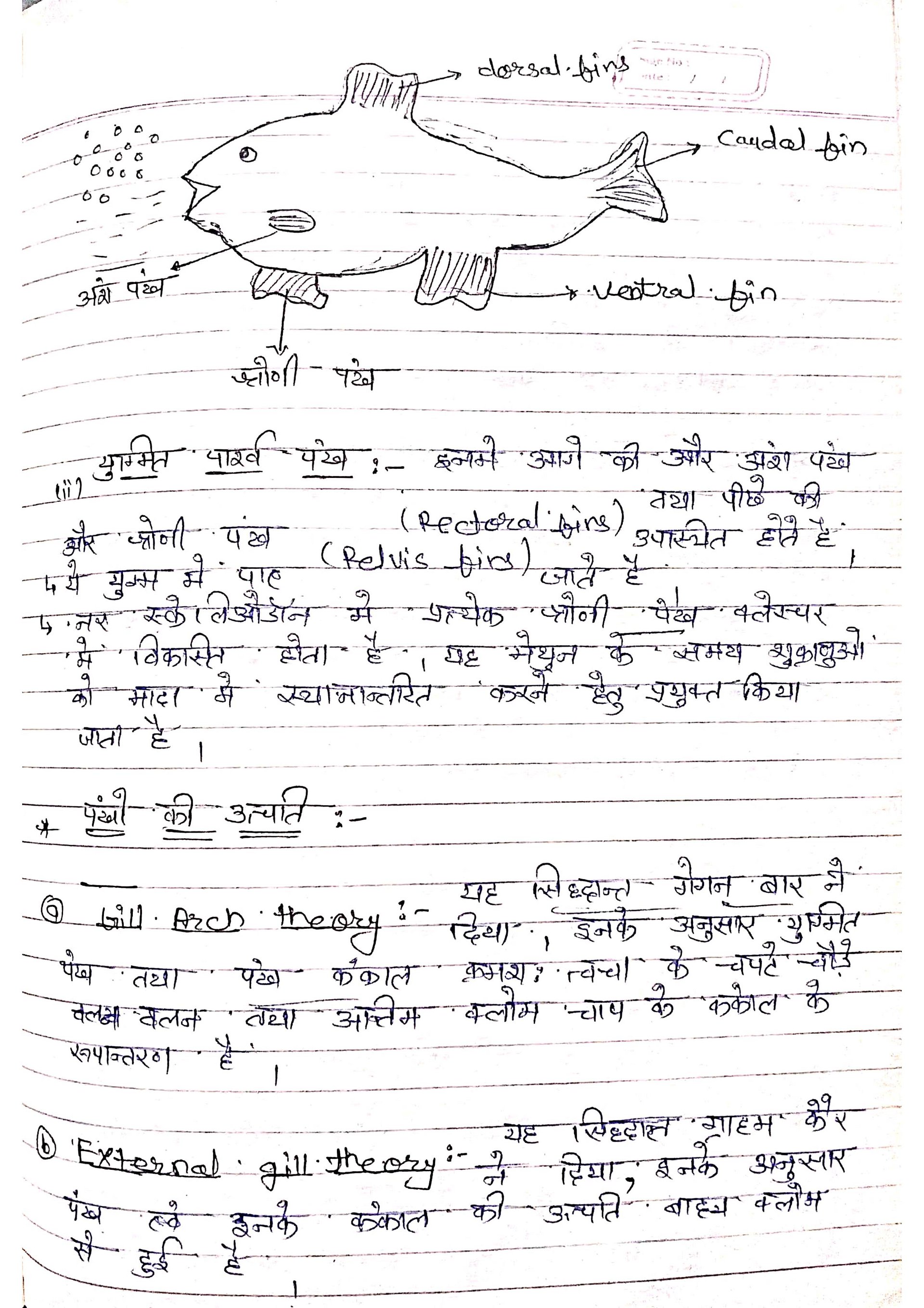 Structure And Function Of Chordates | Bsc 3rd Year Zoology | Unit 3 Notes in Hindi product image (3)