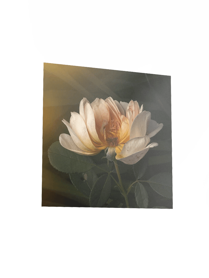 Aging Rose: Enhanced Matte Paper Poster product image (2)