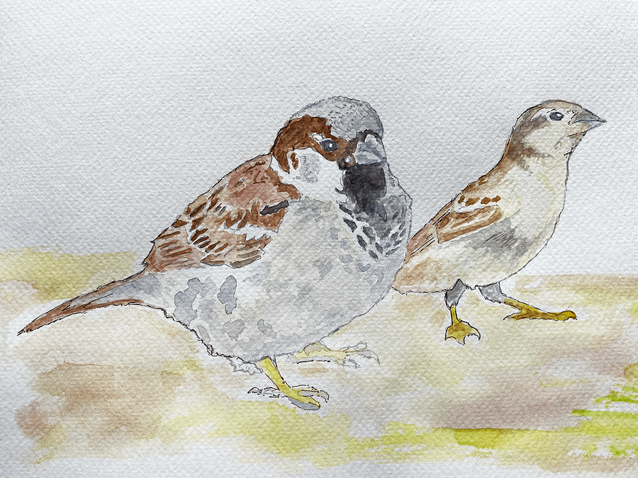 English Sparrows product image (1)