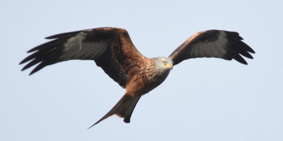 Red kite product image (1)