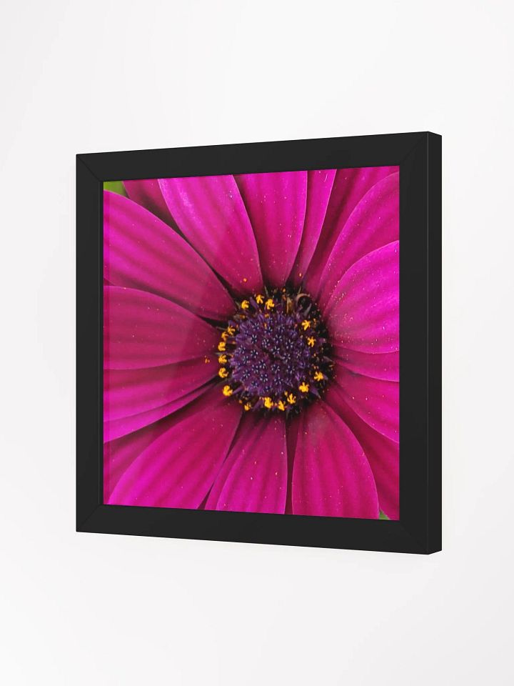 Pink Gerber Daisy product image (23)