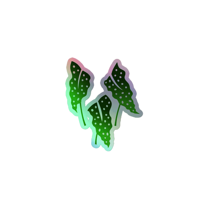Begonia Maculata product image (1)