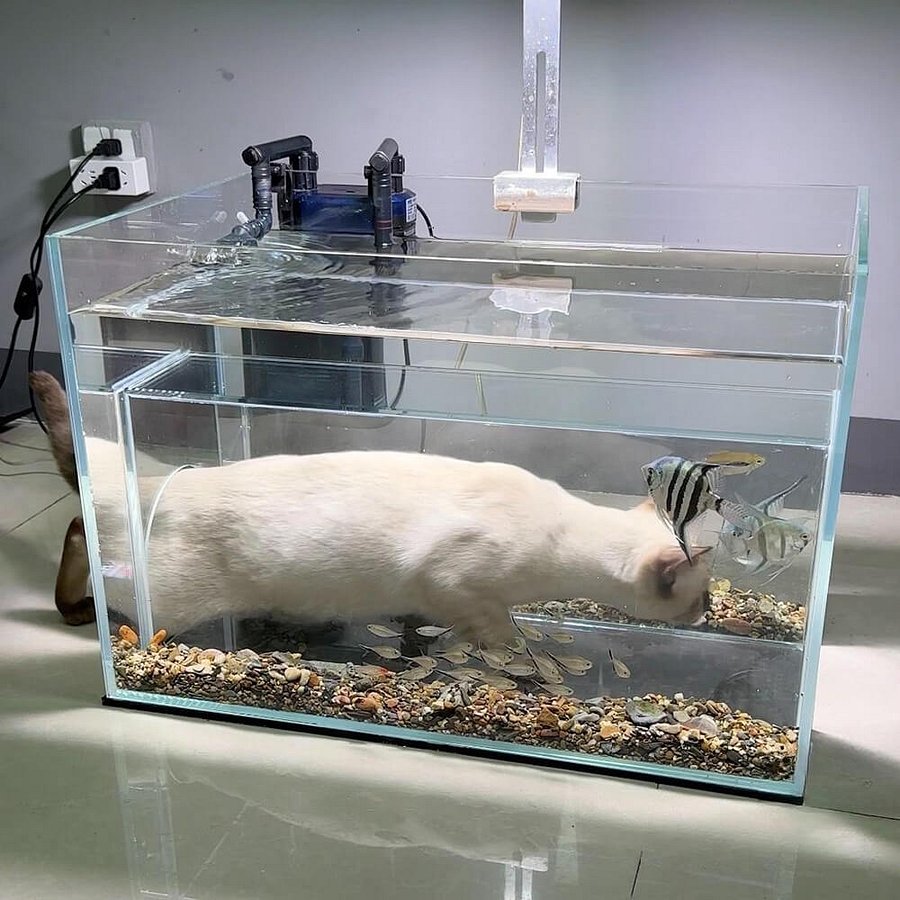 Internal Tunnel Cat Aquarium product image (3)