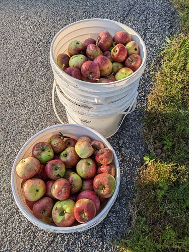 We harvested well over 25+ pounds of 