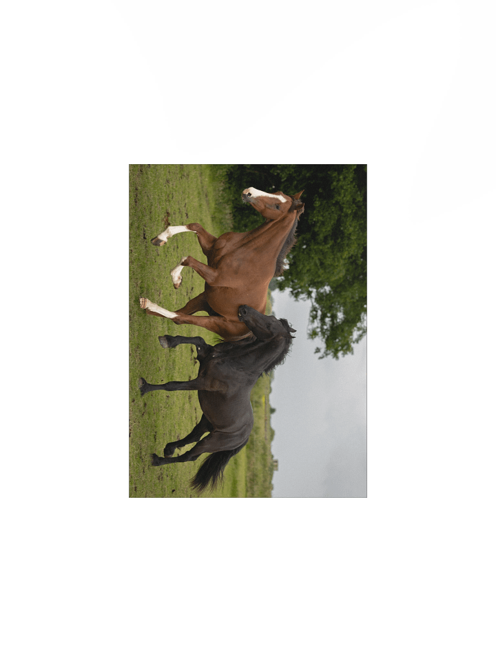 Friesian horses Teije Rein & Rising star product image (2)
