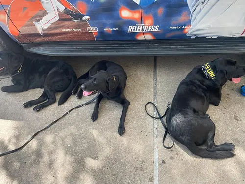Look at that fat dog butt! Lol someone’s getting too big lol 😂 #dogsofinstagram #k9unit