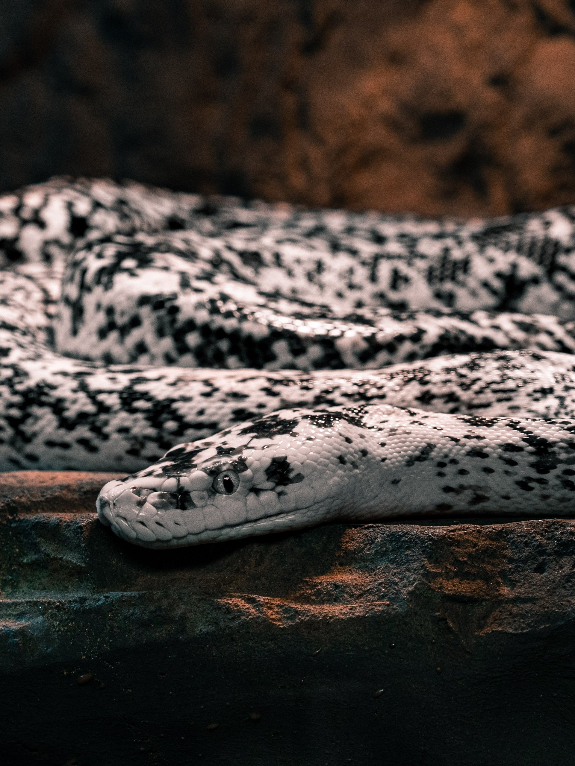 Cow Retic #7 product image (1)