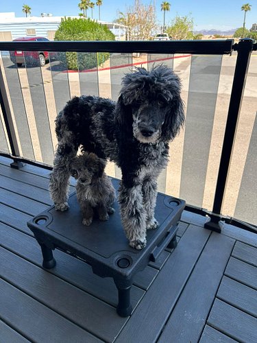 Welcome to the Pack, Laguna 🐾

Meet Legend’s mini-me: Laguna!

This little guy may be small in size, but he’s already full of...