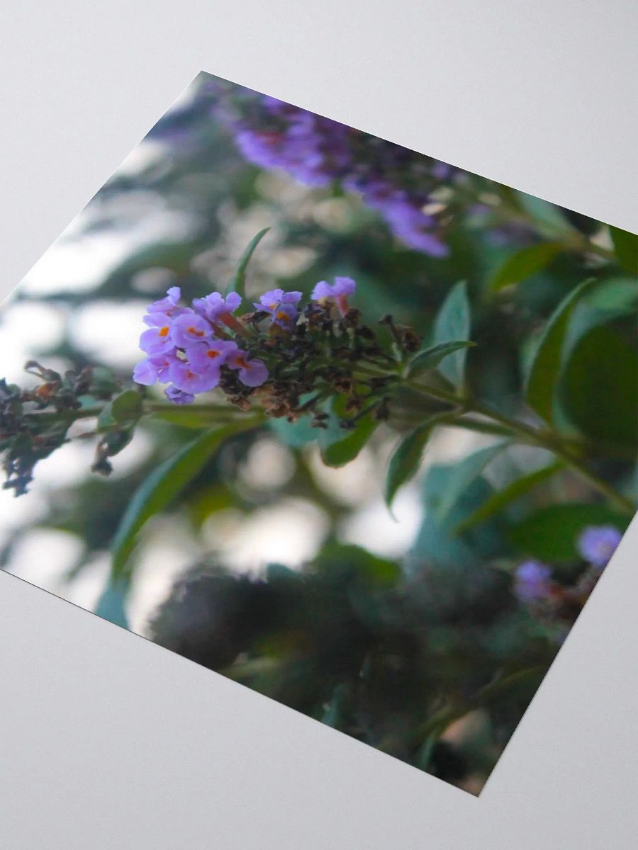 A Study in Flowers 5 - Sticker version product image (8)