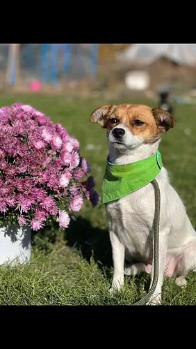 ° Muffin °

Meet Muffin: Your New Furry Friend!

Muffin is a delightful 2-year-old girl ready to find her forever home. This ...