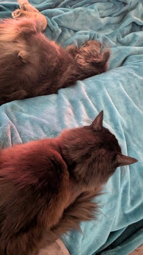 My morning snugglers 🥰🥰