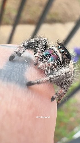 Still not over how dark this girl turned out in her adult molt 🥹

#regaljumpingspider #spood #jumpingspidersoftheworld #webpu...