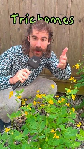🚨WEEOO WEEOO VERY HAIRY PLANT 💇🌱

The Greater celandine is more human than you think! With thousands of tiny hairs called tri...