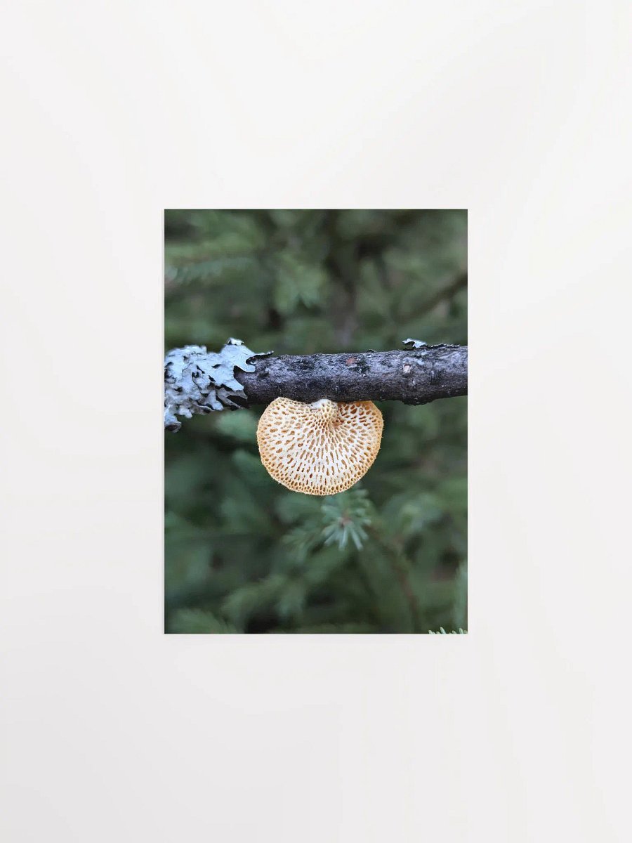Hexagonal Polypore (Print) product image (4)