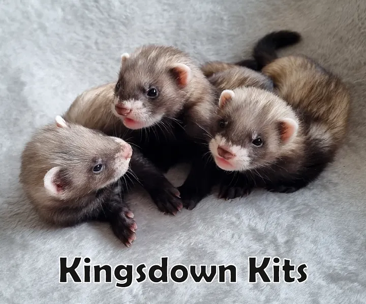 Kingsdown Kits PhotoBook - Worldwide Delivery product image (1)