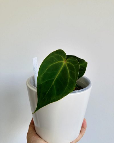 This cutie pie just pushed a new leaf and I’m in love. What a nice pink/almost red sinus 🥹😍

🌿 Anthurium Magnificum x (Crysta...
