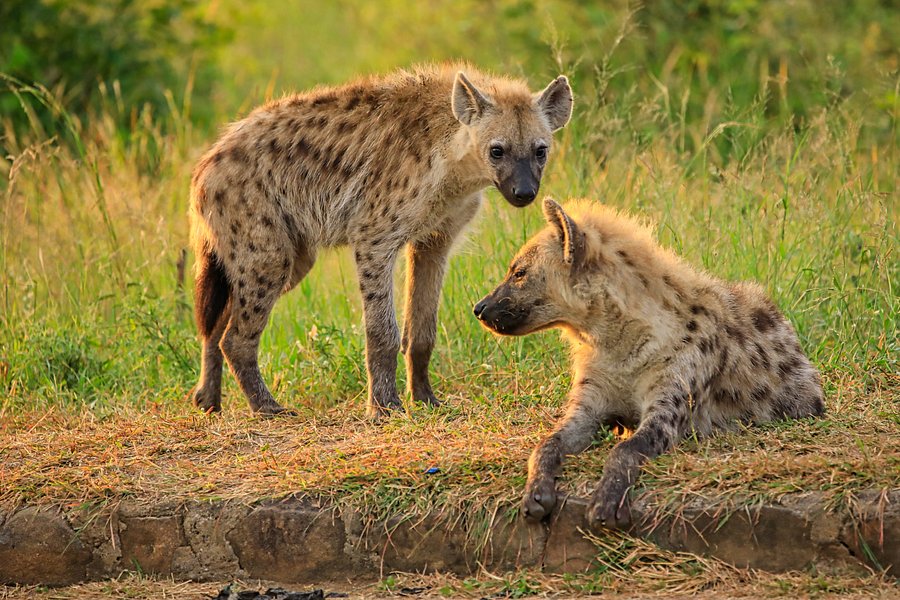 Hyena product image (1)