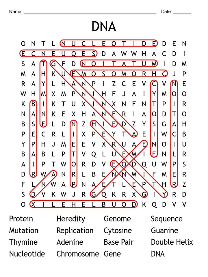 Printable DNA Word Search – 16 Key Vocabulary Puzzle Activities product image (2)