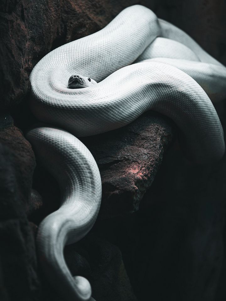 Leucistic Reticulated Python product image (1)