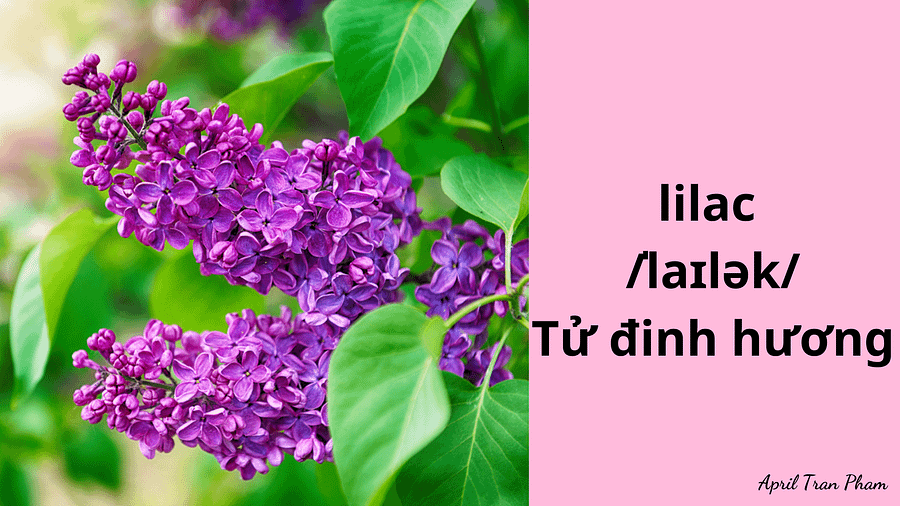 Vocabulary about flowers product image (4)