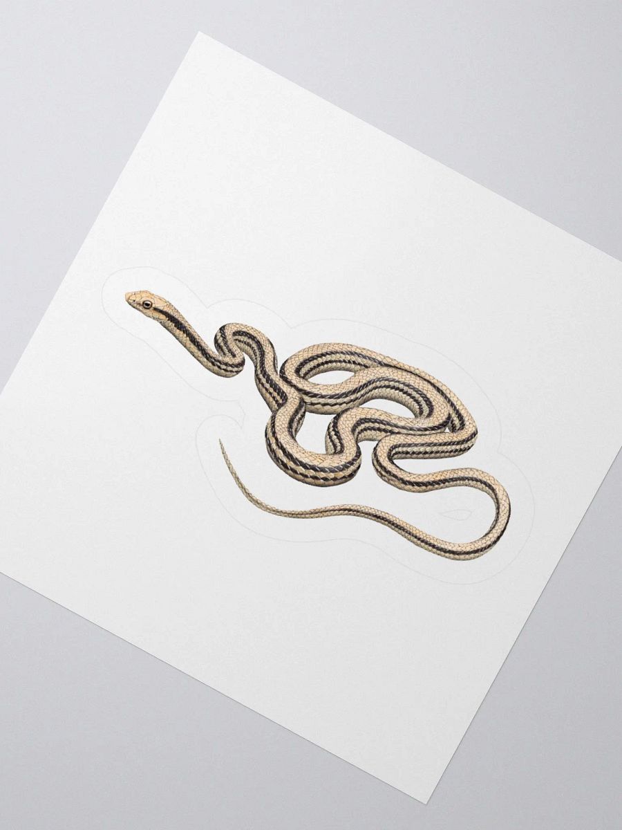 Die-Cut Sticker – Desert Patchnosed Snake product image (2)