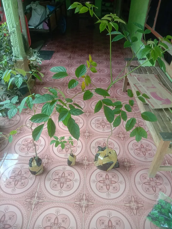 Tanaman daun lanang product image (1)