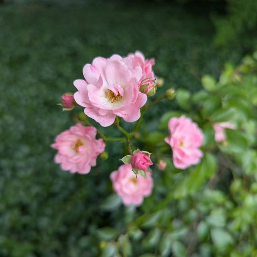 what a happy day today with wonderful good news and sweet relief. these lovely blooms seem to be celebrating with us 🌿