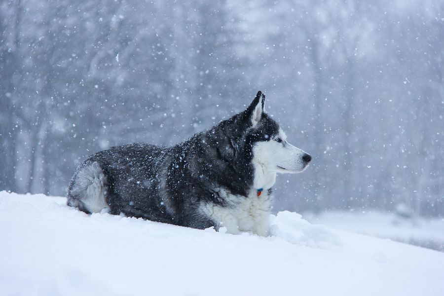 Blue Eye Siberian Husky in the Snow - Wine Tumbler product image (5)