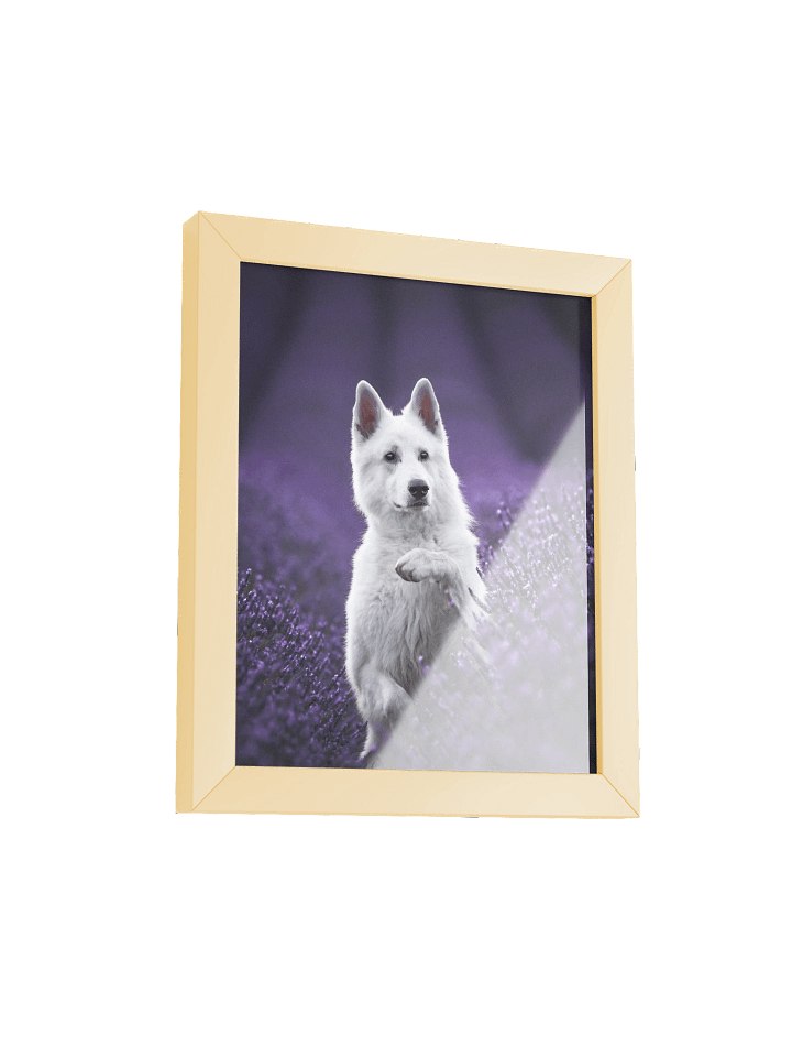 Rasta in the lavender fields product image (17)