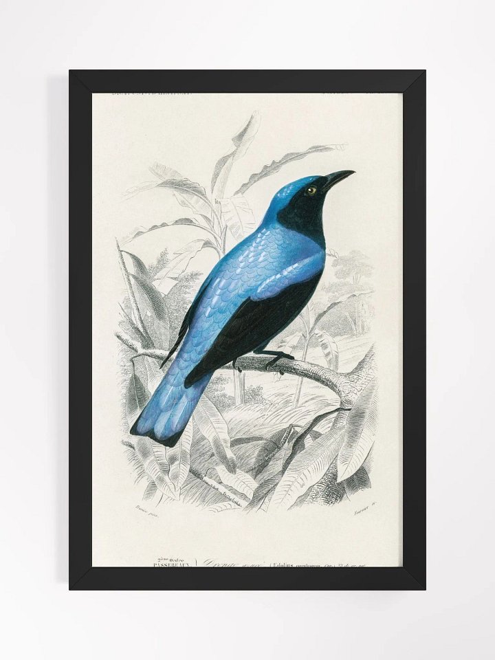 Square-tailed drongo product image (3)