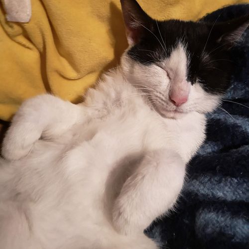 Another old picture from my kitty cat <3