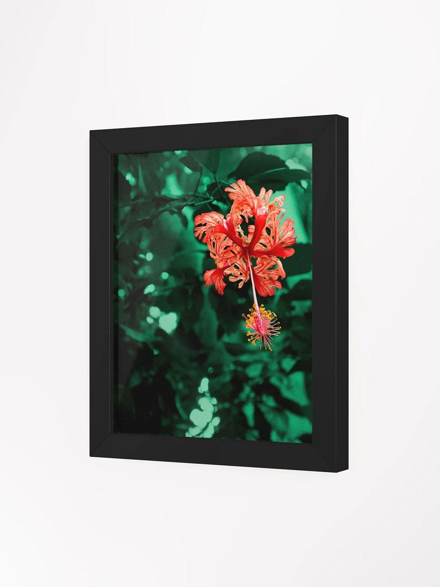 Hibiscus in the forest of Mata Atlântica - Framed art print product image (3)