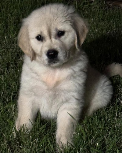 We’ve definitely got the Dog River blues over here — like the Alan Jackson song — every time we walk out the door. Our new go...