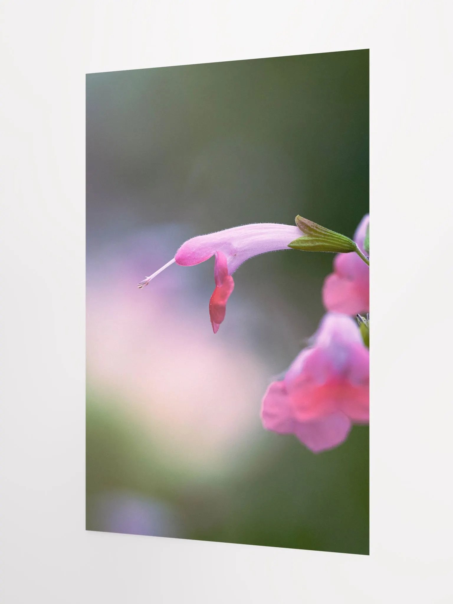 Pink Hummingbird Flower product image (7)