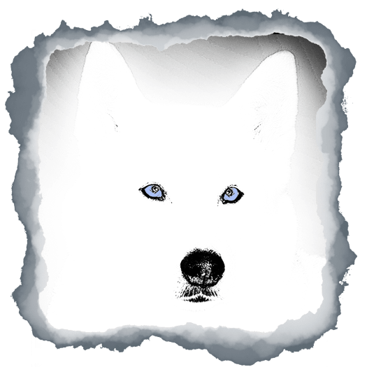White Blue Eyed Husky Digital Product product image (1)