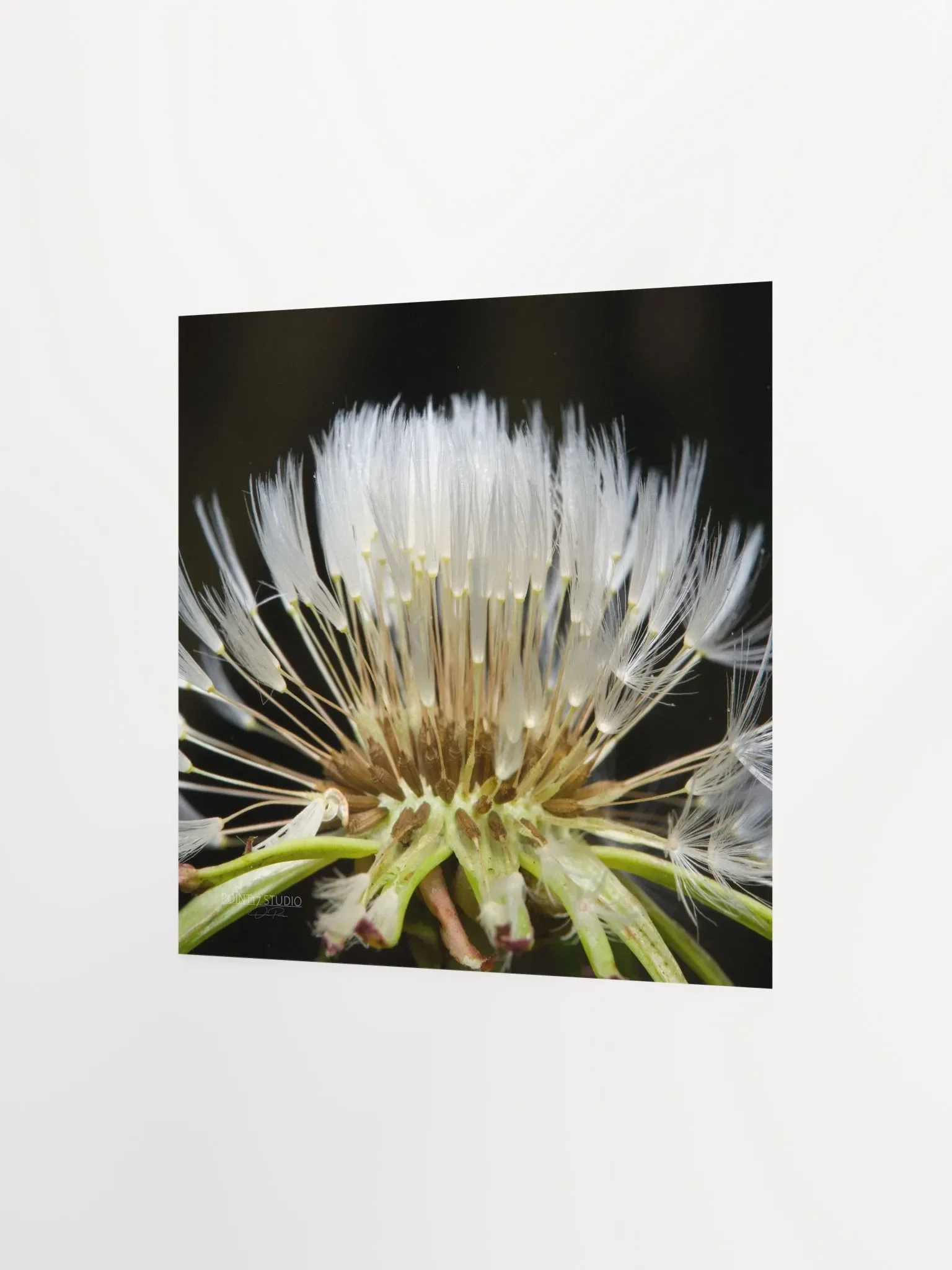 Dandelion #10 - Print product image (6)