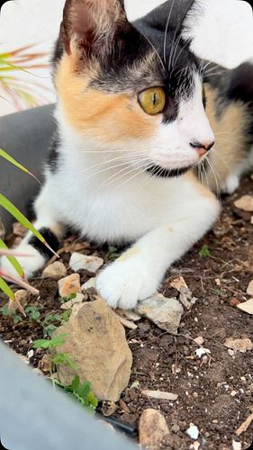 Katty exploring her new home.