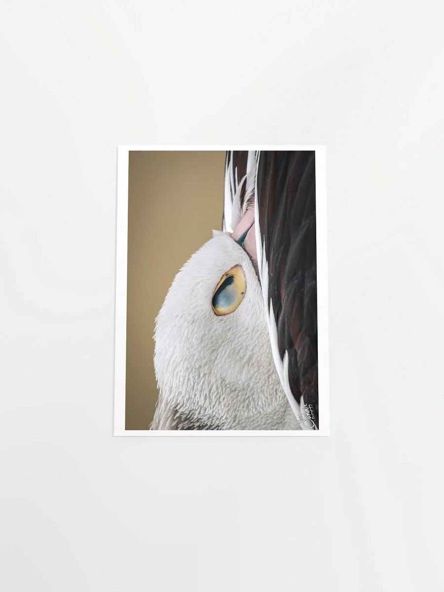 Pelicans Rest - Print product image (4)