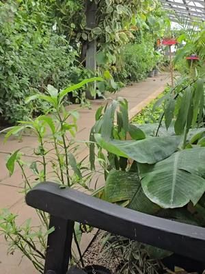 Today we are taking a visitor's prospective from one of our benches dotted around the butterfly garden. Our butterfly garden is a truly tranquil setting where you can enjoy over 1000 fluttering butterflies and take a moment to escape everyday life ! We are open 10am to 4pm, with last entry at 3.30pm. Check out some lovely gift ideas in our shop too.  #bexley #hallplace #hallplacebexley #hallplaceandgardens #londonbutterflygardens #londonbutterflygarden #sidcup #Crayford #dartford #erith #welling #bexleyheath #ebbsfleet #swanley #joydenswood #swanscombe #northfleet #gravesend #bromley #orpington #Chistlehurst #meopham #blackfen #greenwich #falconwood #blendon #blackheath #Lewisham #abbeywood #thamesmead