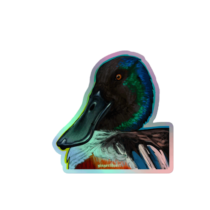 northern shoveler duck sticker product image (2)