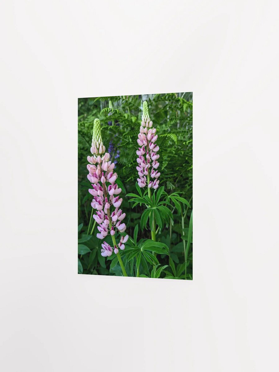 Lupine (Print) product image (19)
