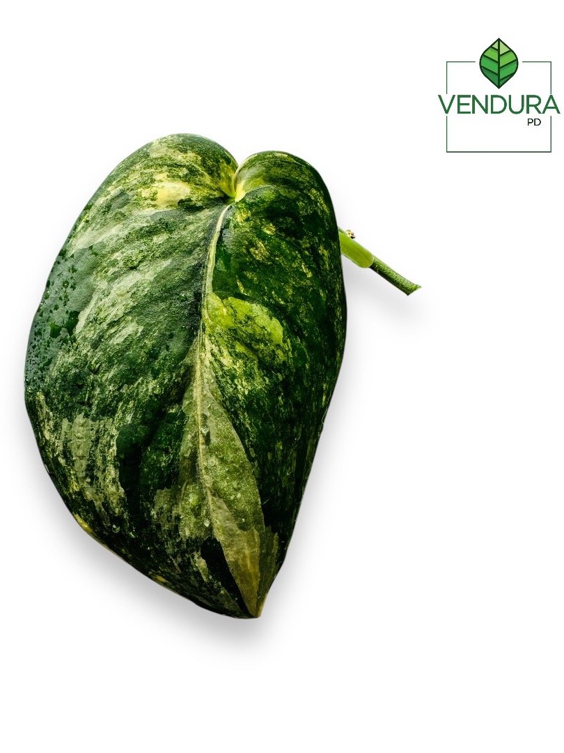 Scindapsus Jade Satin Aurea product image (2)