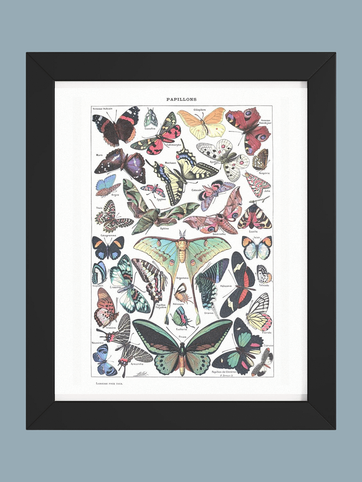 PAPILLONS - Butterfly Scientific Poster product image (1)
