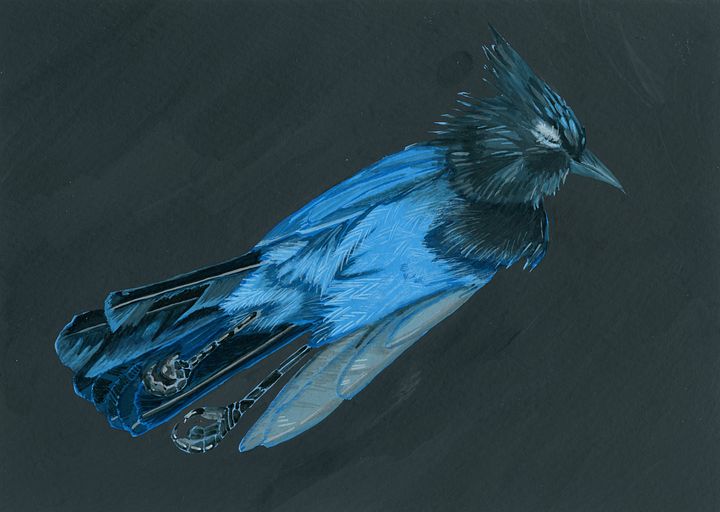 Stellars Jay - Painting product image (1)