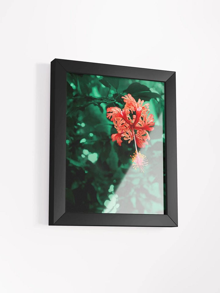 Hibiscus in the forest of Mata Atlântica - Framed art print product image (2)