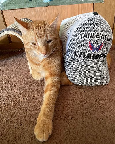 My beloved feline companion, Ziggy, has lost his life.

Ziggy was one of the purest souls to ever exist. He was my best frien...
