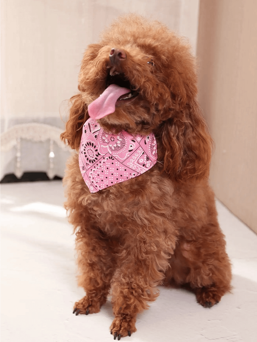 Bandana With Adjustable Triangle Shape & Buckle product image (2)
