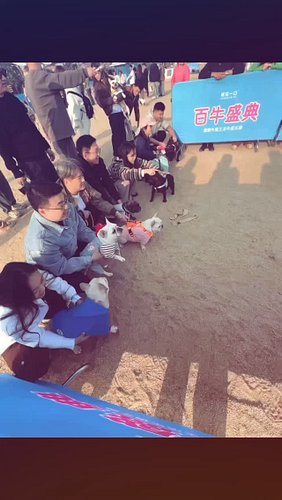 chaos erupted at the sloppco colosseum earlier today, after fan-favorite racing pibble “bellyitcher” placed last in the “pari...