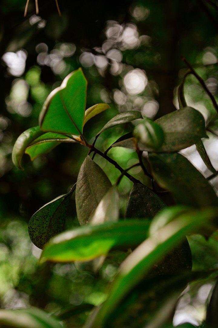 Nature product image (1)